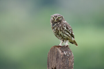 Little owl, Athene noctua