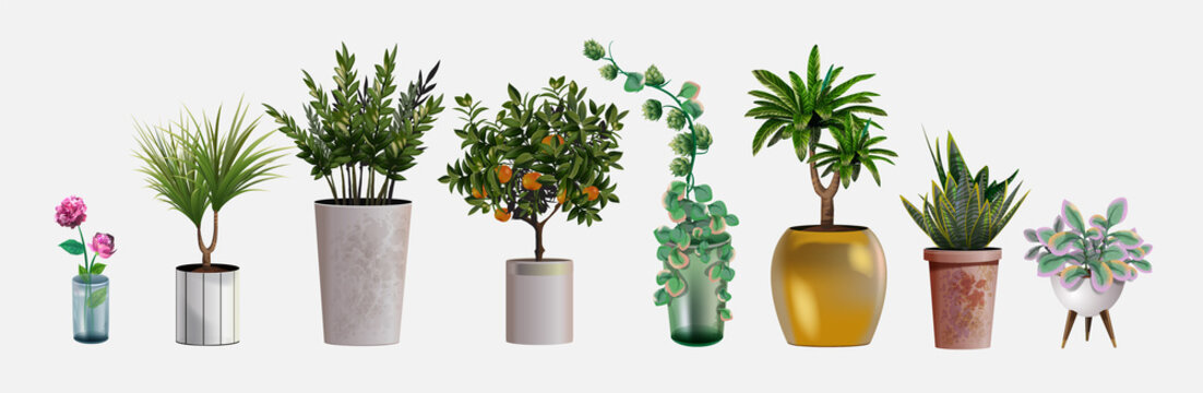 Collection of vector realistic detailed house or office plant for interior design and decoration. Tropical and Mediterranean plant and flowers for interior decor of home or office