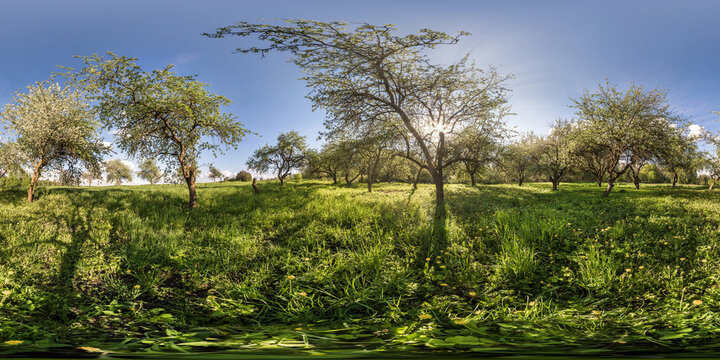 full seamless spherical panorama 360 degrees angle view in blooming apple garden orchard with rays of evening sun through the branches in equirectangular projection, VR content