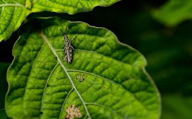 caterpillar on leaf