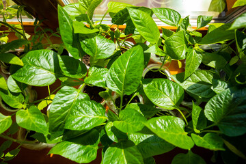 Young green seedling sprouts in seedling tray near the window. Planting seeds growing in small pots...