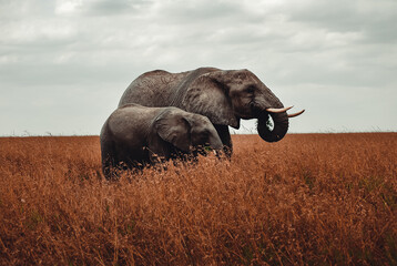 Tanzania