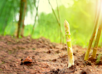asparagus growing on the ground  in the garden for background