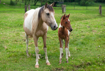 two horses. young horse and old horse.
mother and son horses. green meadow horses.
two brown and light brown horses. wooden fence in the background. 