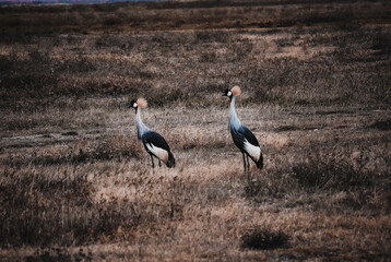 Tanzania