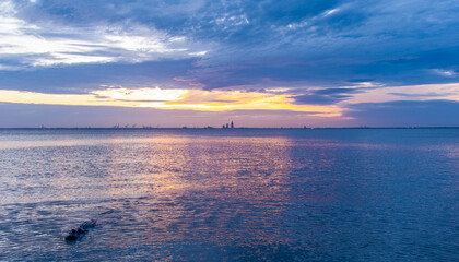 Alligator in the bay