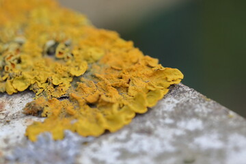 Bright lichen