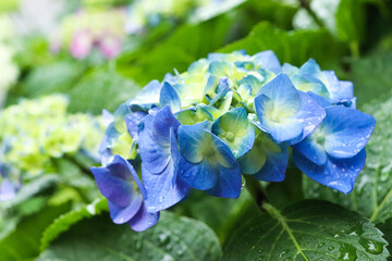 アジサイ 紫陽花 あじさい 紫 ブルー グリーン かわいい 鮮やか ガーデン 梅雨 雨 6月 日本