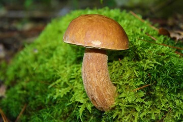 Lone mushroom