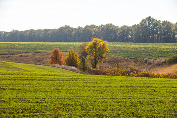 Sprouts of winter wheat sprouted in an endless field