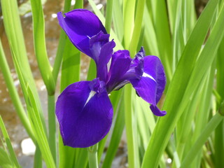 八つ橋に咲くカキツバタ