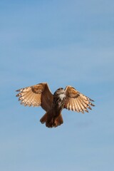 Owl in flight