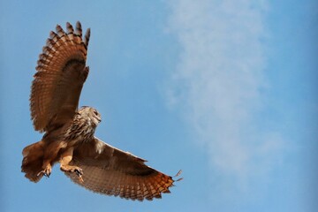 Owl in flight
