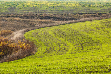 Sprouts of winter wheat sprouted in an endless field