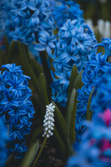 blue and yellow flowers