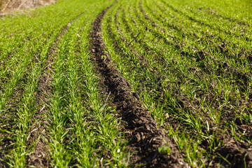 Sprouts of winter wheat sprouted in an endless field