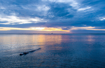 Alligator in Mobile Bay 