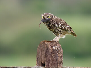 Little owl, Athene noctua