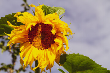 Close-up of sunflower