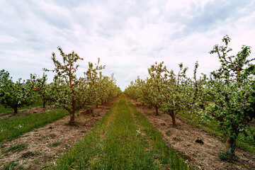 Blooming apple tree. Green spring garden. agriculture