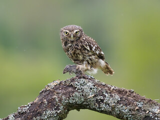 Little owl, Athene noctua