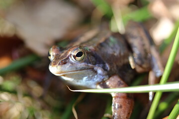 Rana arvalis face