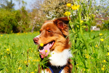 Cute young Australian Shepherd sitting - Portrait - Red Tri