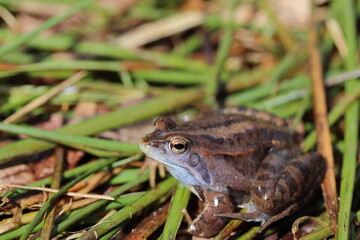 Rana arvalis