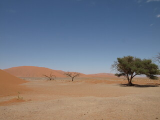 Fototapeta na wymiar Namibia - Sossusvlei - Dune and Tree