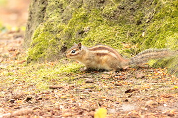 squirrel in the forest