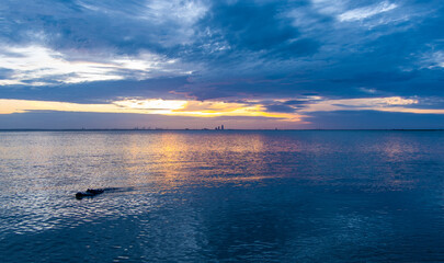 American alligator at sunset 