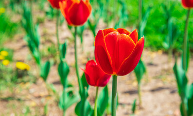 red and yellow tulips