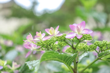 アジサイ 紫陽花 あじさい ピンク 淡い かわいい パステル グリーン 美しい 綺麗 優美 可憐 6月