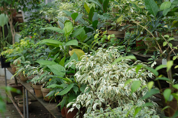 Many different pots of plants in the botanical garden