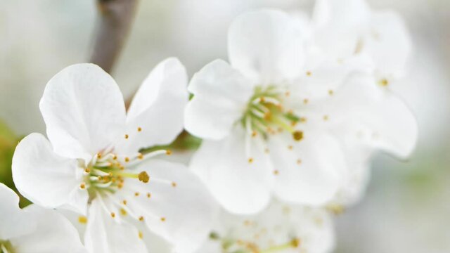 Sweet cherry blossoms in spring. White cherry blossoms