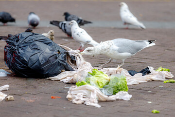 Stack of black garbage on street, White seagull and dove or pigeon is pinching the trash, Pile of...