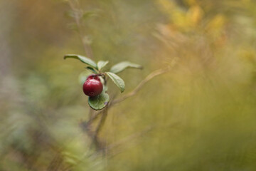 Vaccinium vitis-idaea or Lingonberry and Cowberry