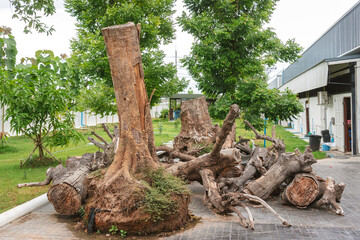 Piles of logs were cut down into smaller pieces and stacked from trees and stumps were left on the ground to organize and decorate the public garden to be beautiful. Pile of wood that has been cut.