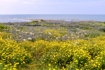 Field of yellow flowers in steppe on sea cost