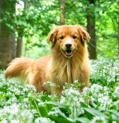 Cute Young Toller - Nova Scotia Duck Tolling Retriever - 
