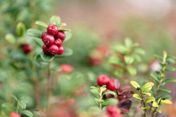 Vaccinium vitis-idaea or Lingonberry and Cowberry