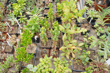 Many different pots of plants in the botanical garden
