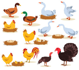 vector illustration of farm poultry standing, hatching eggs, chickens isolated on a white background