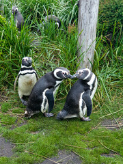 black and white penguins