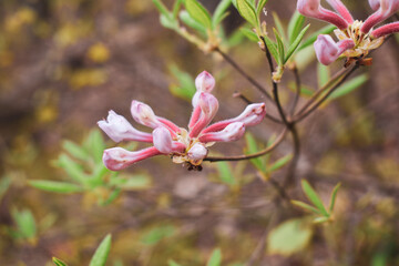 pink flowers