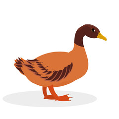 vector illustration of a duck isolated on a white background
