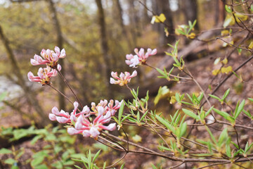 pink and white flowers