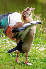 goose in the grass spreading wings 