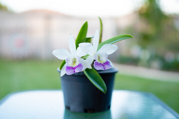 Orchids, Croton, Pink Flowers growing in Queensland Australia © Kenneth
