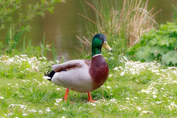 duck on a meadow in a park 